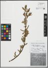 Foto von Salix alba L. x Salix fragilis L.